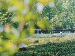 -中国茶叶博物馆(双峰馆区)