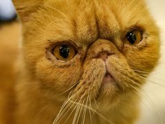 -飞行喵MR PILOT|猫舍·猫咖(静安大融城店)