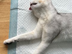 -美迦爱-牙专科·兔科·骨科诊疗中心(北苑店)