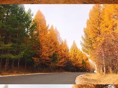 -塞罕坝国家级自然保护区