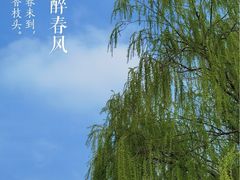 -顾村公园