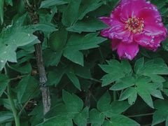 -黑龙江省森林植物园
