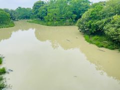 -中国扬子鳄村