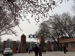 -桃花堤公园