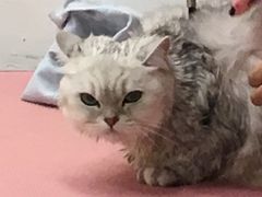 -1013 PET SHOP精品宠物商店(丁香店)