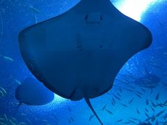 -珠海长隆海洋王国