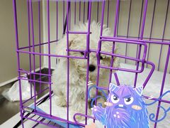 -喜多萌中农锦绣动物医院24H·猫科·牙科MRI·CT