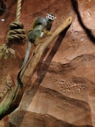 -Zoolung Zoolung动物主题公园(海信广场店)