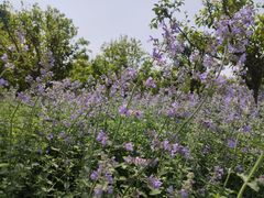 -上海山野camping·户外天幕烧烤·团建拓展营地