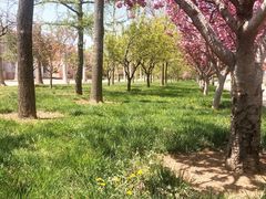 -莱阳濯村樱花园