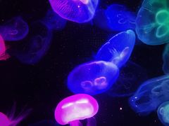 -左海海底世界