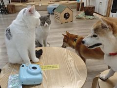 -柴迷FANS CLUB·柴犬狗咖·猫咖