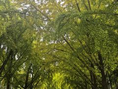 -三里屯东五街银杏大道
