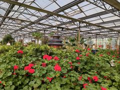 -南宫五洲植物乐园