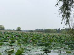 -洪湖生态旅游区