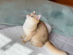 -东方名猫馆·英短金渐层布偶猫舍(环线广场1号楼店)