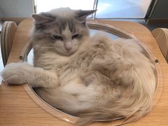 -飞行喵MR PILOT|猫舍·猫咖(静安大融城店)