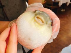 -肆月河豚·新淮扬(金融街店)