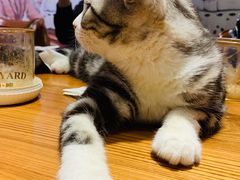 -猫小院猫主题餐厅(三里屯店)