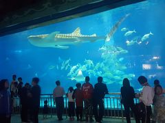 -烟台海昌鲸鲨海洋公园