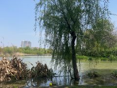 -九里河湿地公园