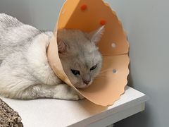 -伟伟宠物医院·CT影像中心·瑞派犬猫综合性门诊(汉口总院)