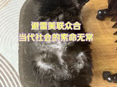 -美联众合动物医院·24h京西诊疗中心