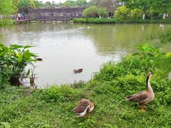-海珠湖公园