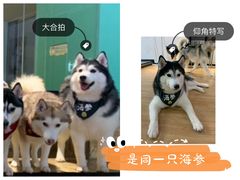-Husky Go! 哈士奇体验馆·宠物咖啡厅狗咖