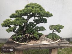 -盆景园(扬州大运河文化旅游度假区)