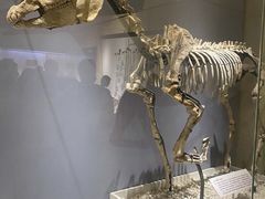 -国家自然博物馆