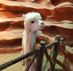 -酷嗒动物文化乐园(cutezoo西溪乐天城店)