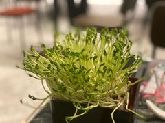 -PlantsEatery·植物食堂(REX春熙店)