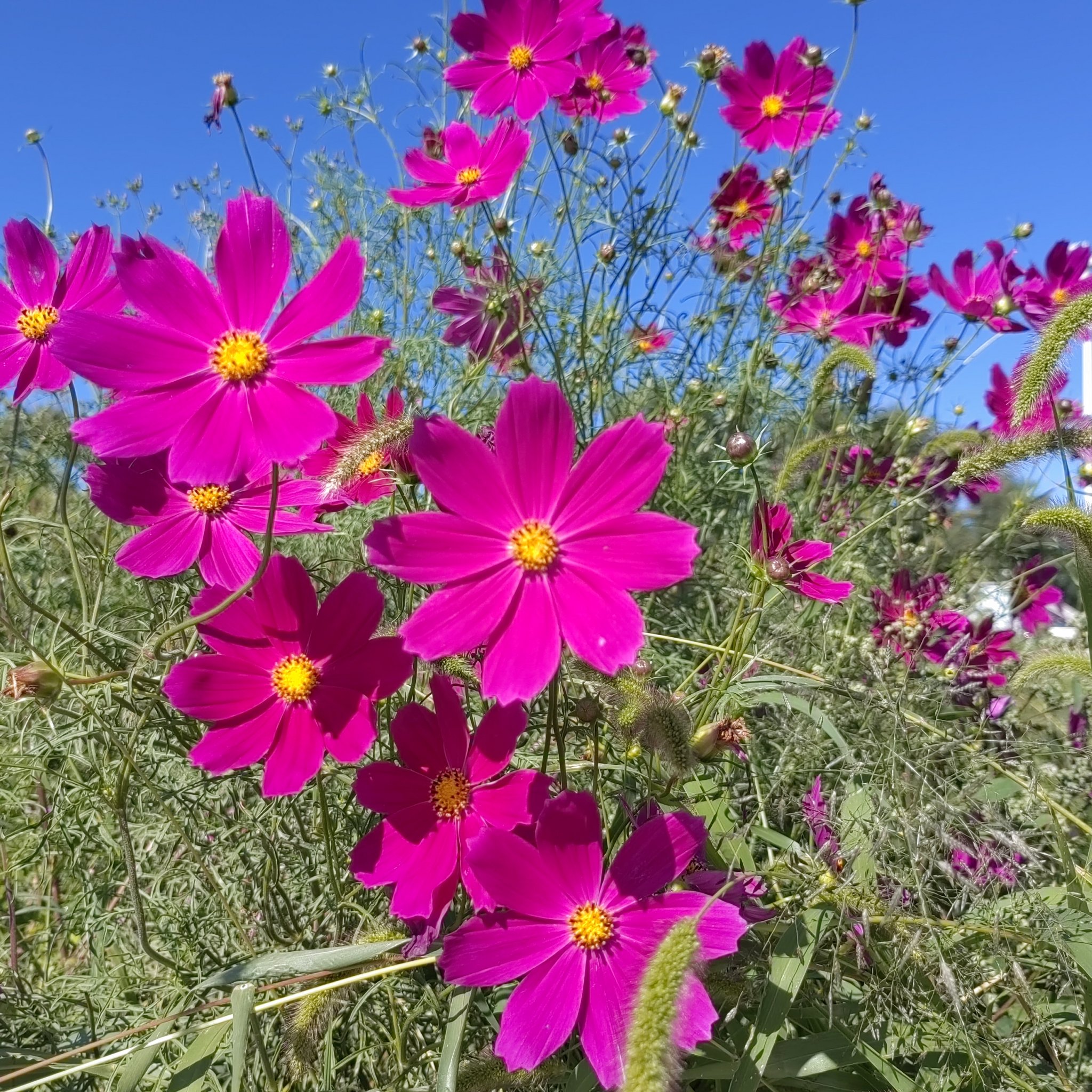 格桑花生长期图片图片