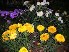 -深圳国际园林花卉博览园