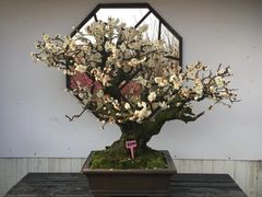 -香雪海