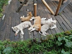 -广州长隆野生动物世界