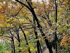 -阳台山自然风景区