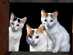 -小猫来了·猫舍(红山六九七九店)