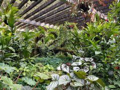 -深圳仙湖植物园
