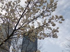 -新虹桥中心花园