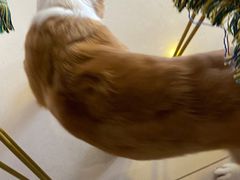 -平行世界·猫咖(首经贸店)
