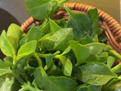 -季季山•云南野生菌火锅(上海首店)