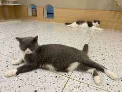 -猫域·湾主题猫咖·宠物吧(南坪城市广场店)
