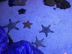 -暹罗海洋世界