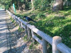 -井之头恩赐公园