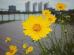 -南翔镇银翔湖公园