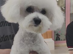 -全心全意连锁动物医院·微创中心·内科急重症·心脏专科(丰管路店)