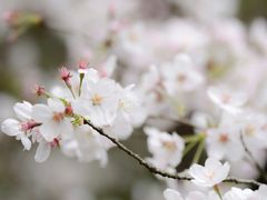 -顾村公园