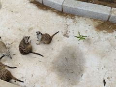 -石家庄市动物园